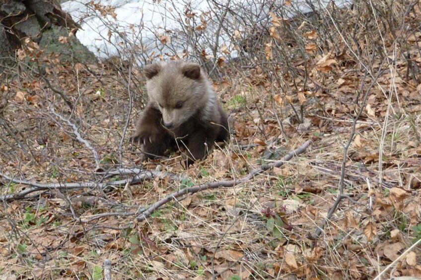 Cycling Bear Watching Tour in High Tatras from Podbanske Slovakia 3