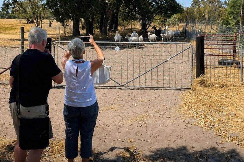 Two people taking a photo of sheep behind a metal gate. 5