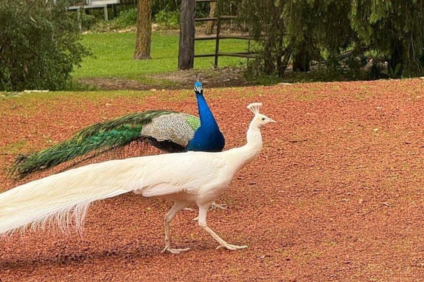 A peacock with a long tail walking on a red gravel path. 4