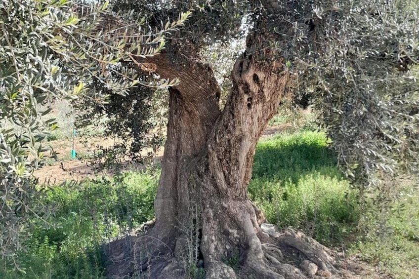 Un olivo grande con tronco grueso y follaje denso. 2