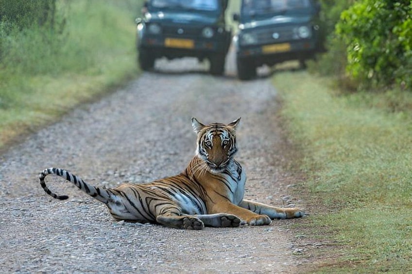 Ranthambore Private Jeep Safari Tour 2