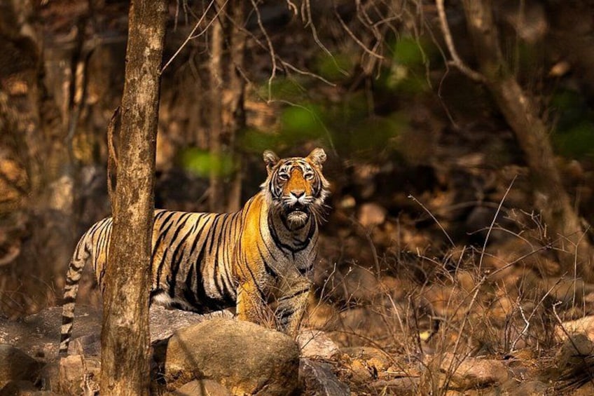 Ranthambore Private Jeep Safari Tour 3
