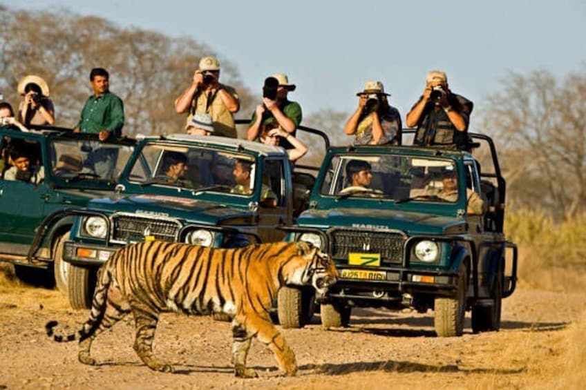 A safari vehicle with passengers observing a tiger walking on the ground. 1