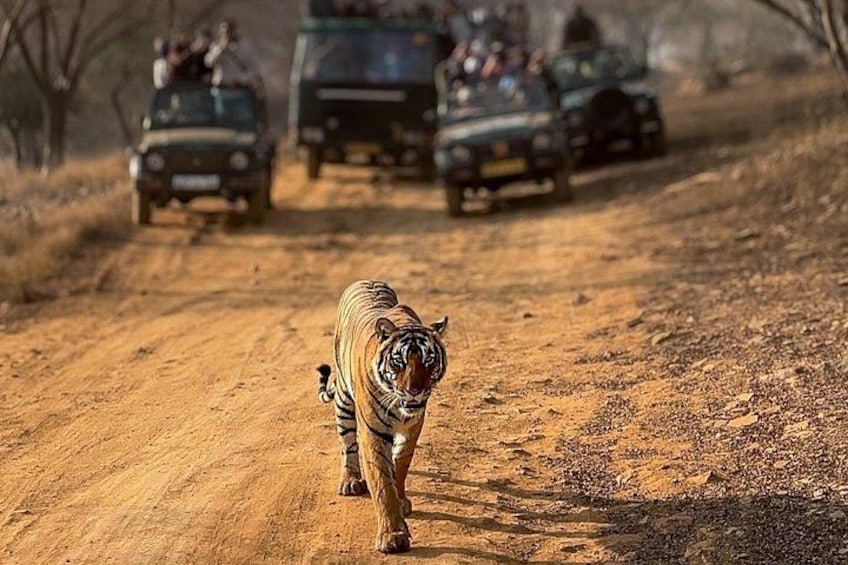 Ranthambore zone 1 tigress T-39 (Noor) 5