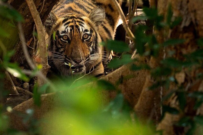 Ranthambore Private Jeep Safari Tour 2