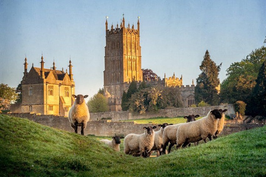 A flock of sheep grazing in a grassy field with a historic building in the background. 4