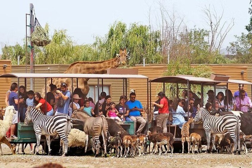 Safari Park 2