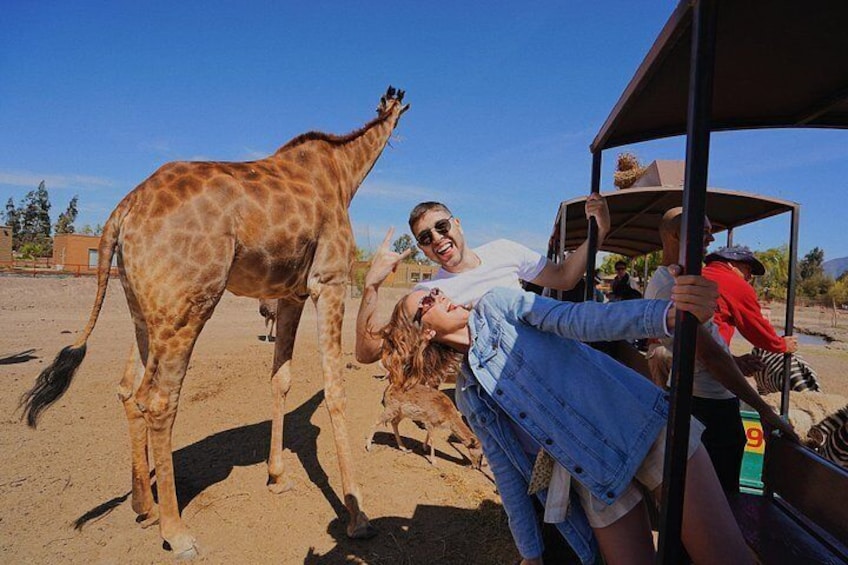 Safari Park 1