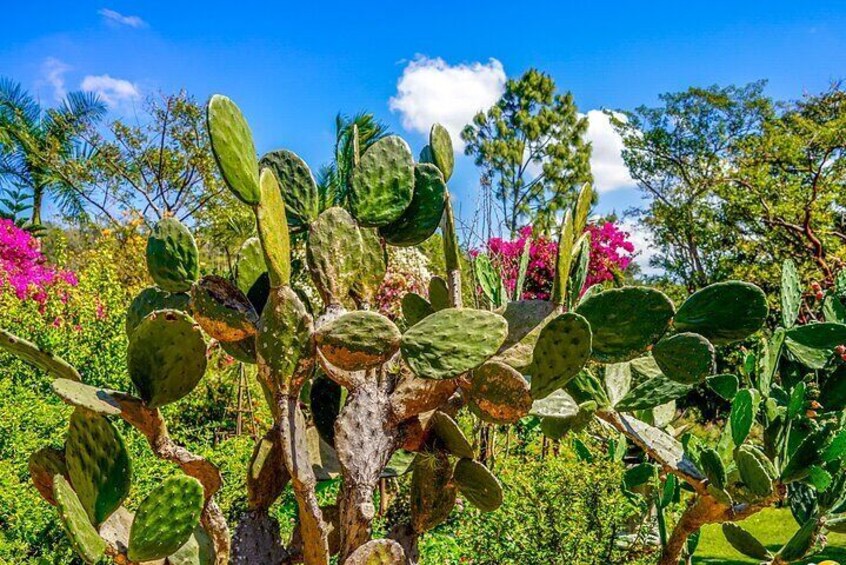 Una pianta di cactus con foglie verdi e tronco marrone in un giardino con fiori rosa e verdeggianti. 1