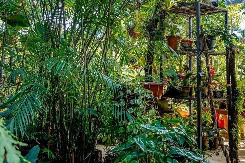 Un lussureggiante giardino tropicale con diverse piante e una struttura in metallo a graticcio. 4