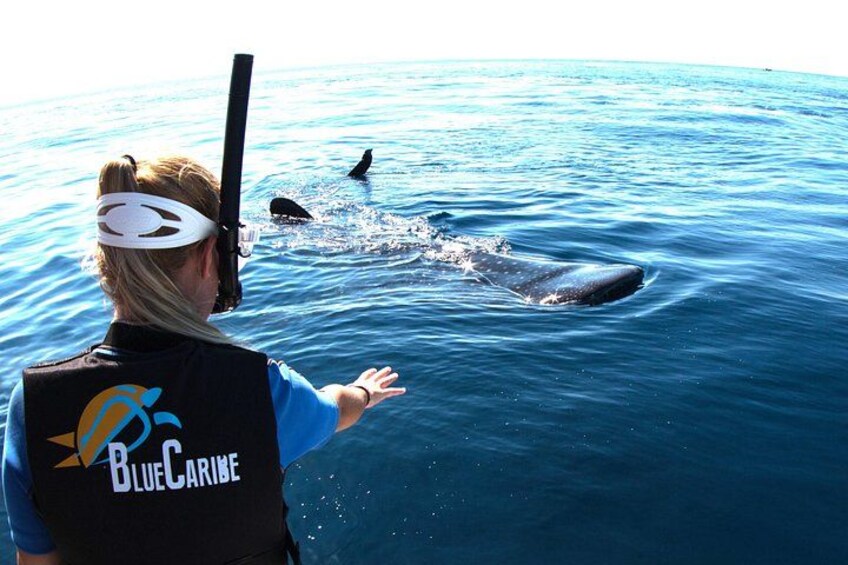 Cancun : Whale Sharks snorkeling trip & Mujeres island, pick up 2