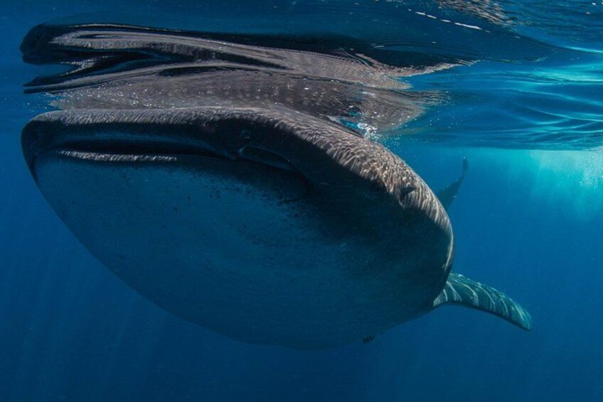 Ein großer Wal schwimmt unter Wasser. 5