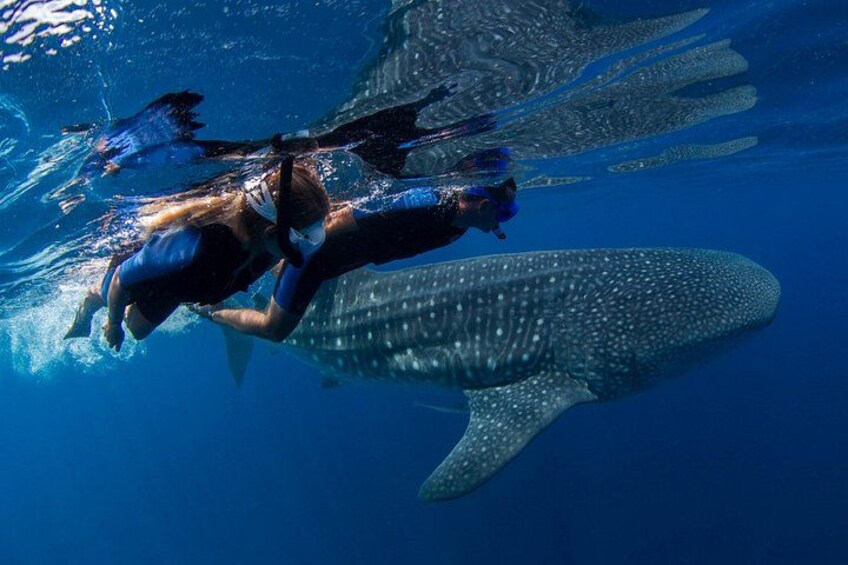 Una persona practica snorkel con una tiburón ballena en el océano. 3