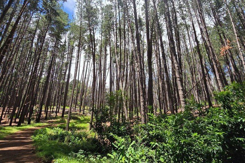 Private Upcountry Hiking Tour 1
