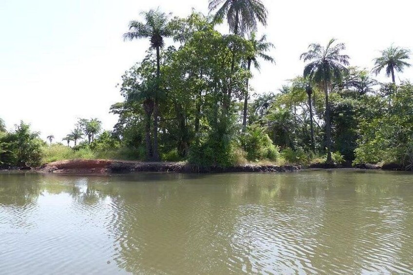 Makasutu Eco Adventure: Forest Walk, Boat Trip & Palm Juice 4