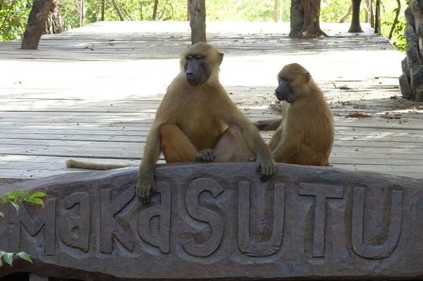 Makasutu Eco Adventure: Forest Walk, Boat Trip & Palm Juice 1