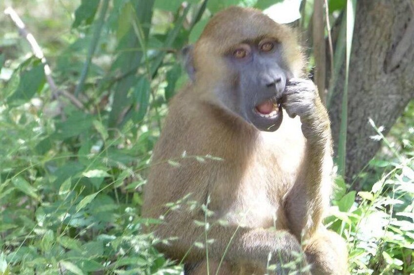 Makasutu Eco Adventure: Forest Walk, Boat Trip & Palm Juice 2