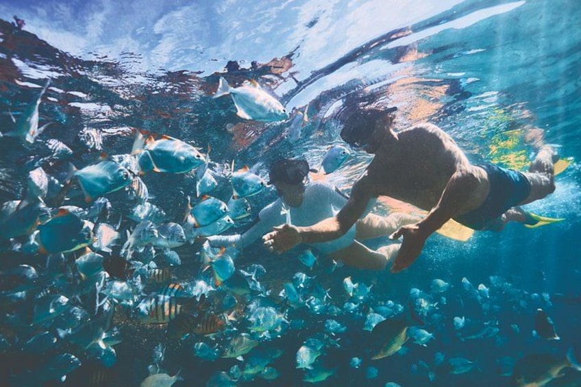 A person swimming underwater with a school of fish. 5