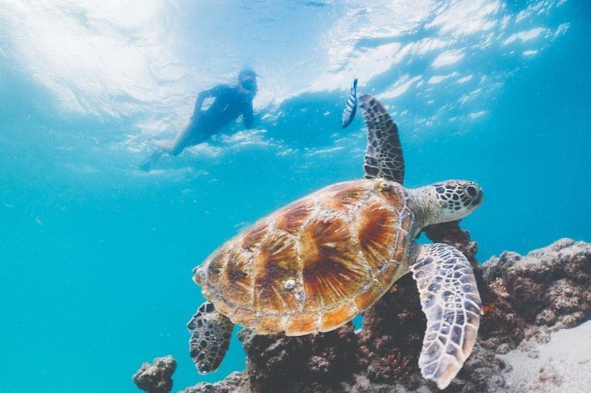 A sea turtle swimming near a coral reef with a diver in the background. 4