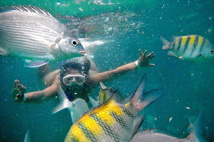 Una persona practica snorkel bajo el agua, rodeada de diferentes peces. 3