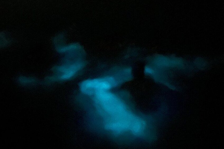 Mystic Waters A Bioluminescent Night Tour 1