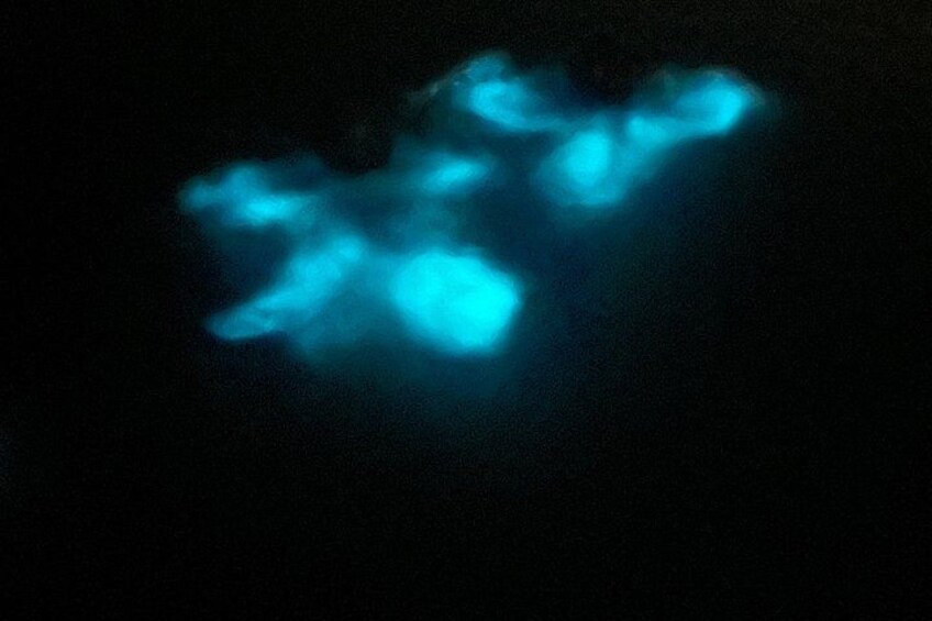 Mystic Waters A Bioluminescent Night Tour At La Parguera Lajas 2