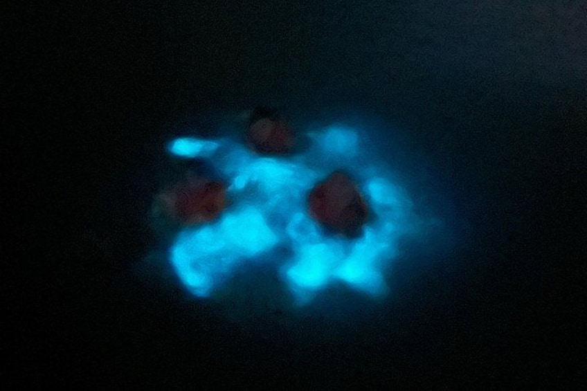 Mystic Waters A Bioluminescent Night Tour 4