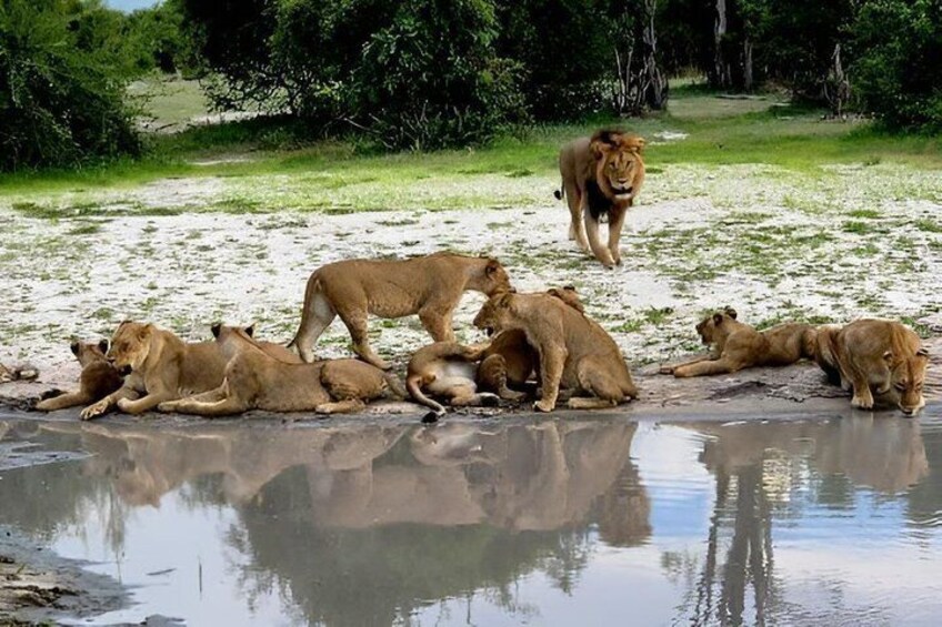 A group of lions resting by a waterhole in a savannah landscape. 4