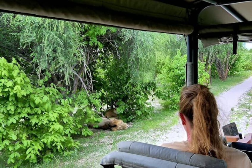 A person seated in a vehicle, looking out at a natural landscape with dense greenery and a dirt path. 3