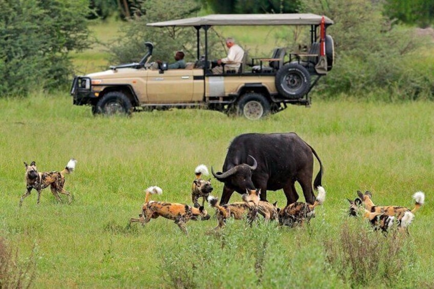 A safari vehicle, wildlife, and a bull with horns in a grassy field. 2