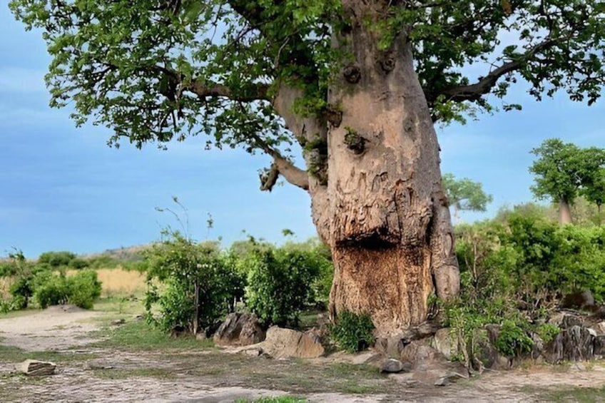 A large tree with a hollow trunk, surrounded by a dry grassy area and sparse vegetation. 5