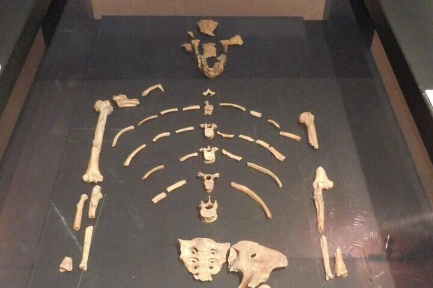 A skeletal display on a black floor. 1