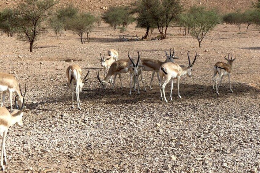 Un grupo de antílopes pastando en un paisaje árido y rocoso con pocos árboles. 3