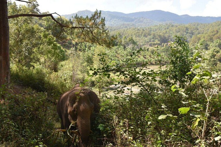 An elephant in a forested area with mountains in the background. 3