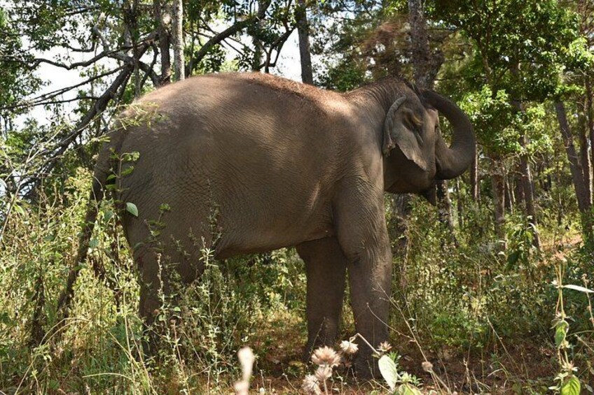 An elephant in a forested area with trees and underbrush. 2