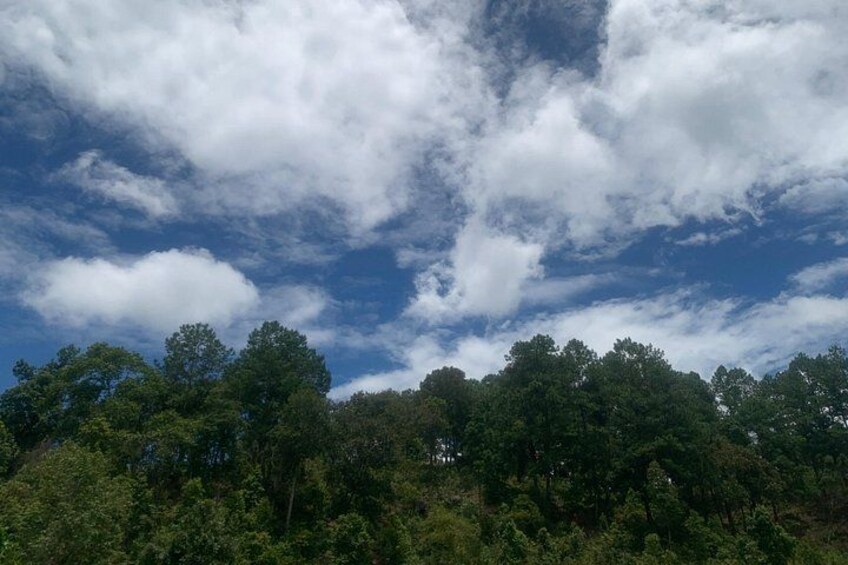 A forest with a clear sky and scattered clouds. 5