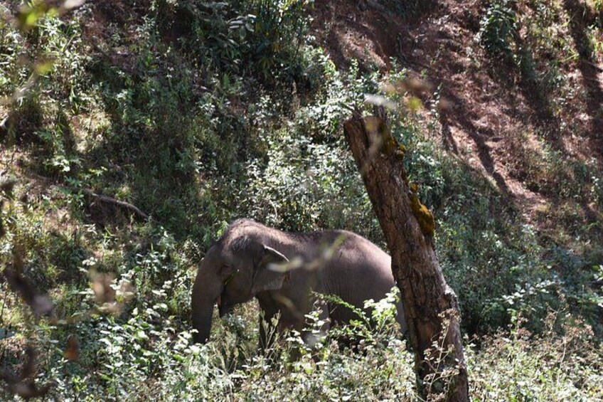 An elephant in a forested area with dense vegetation and a fallen tree. 4