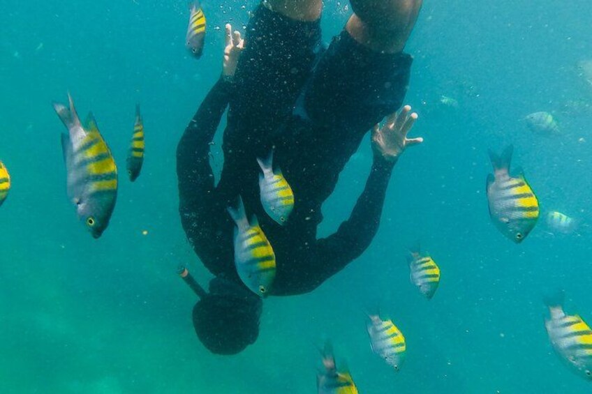 A person scuba diving surrounded by fish. 5