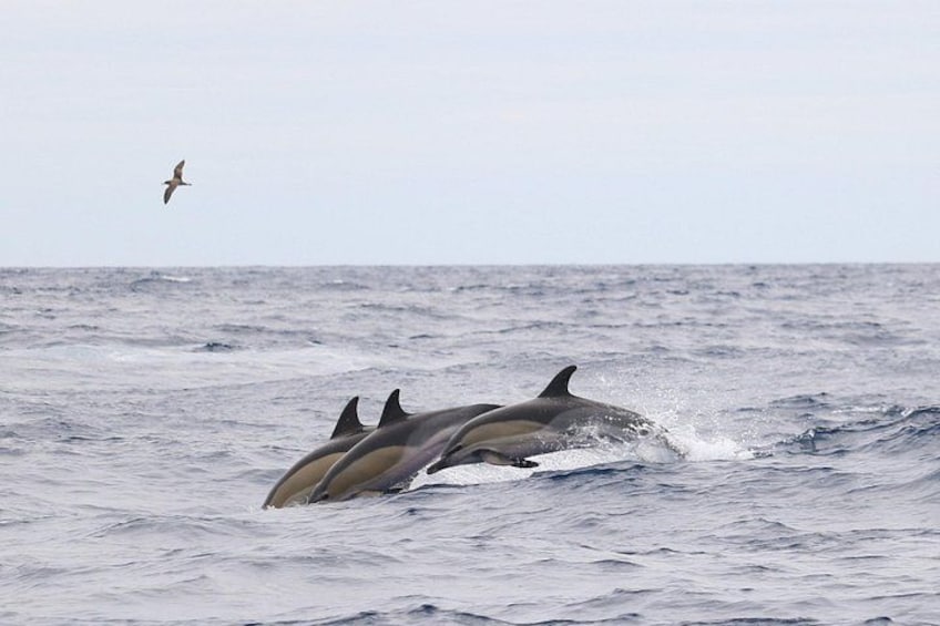 Dolphins leaping out of the ocean, a bird flying overhead, and a calm sea. 4
