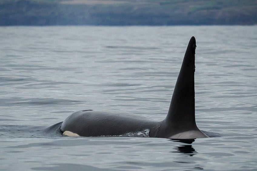 An orca with a dorsal fin and a white patch on its back, swimming in calm water. 2