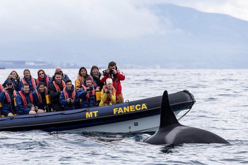 Whale Watching and Dolphin Swimming Adventure in Azores 2