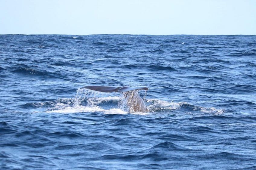 Whale Watching and Dolphin Swimming Adventure in Azores 3