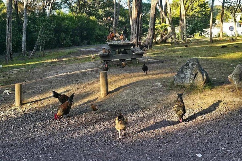 Des poules picorent sur un chemin de gravier, avec des arbres et une structure en bois en arrière-plan. 3