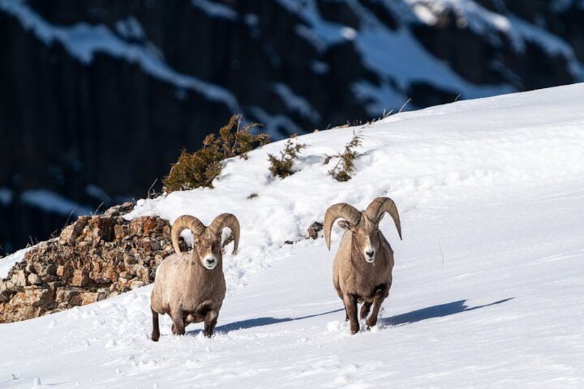 Dos ovejas almizcleras caminando por una ladera nevada de montaña. 2