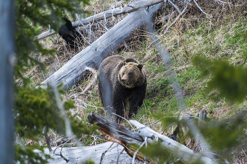 Full Day Guided Wildlife Photography Tour in Yellowstone 5