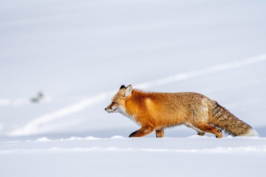 Full Day Guided Wildlife Photography Tour in Yellowstone 3