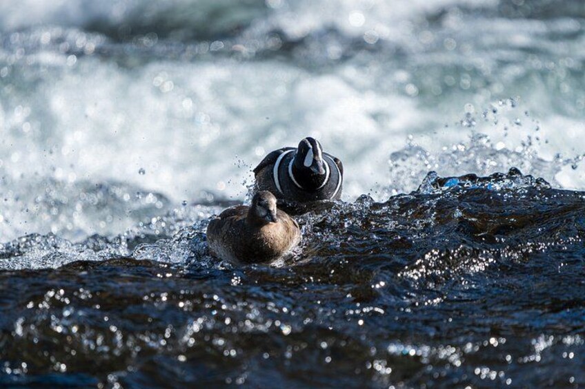 Full Day Guided Wildlife Photography Tour in Yellowstone 4