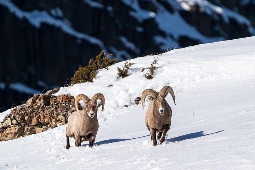 Full Day Guided Wildlife Photography Tour in Yellowstone 2