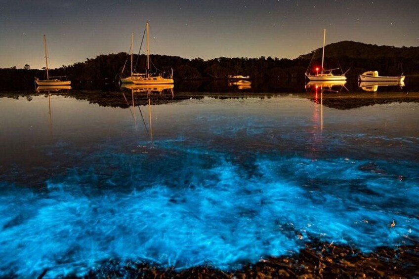 Bioluminescence Kayak Tour: Port Townsend, WA 3