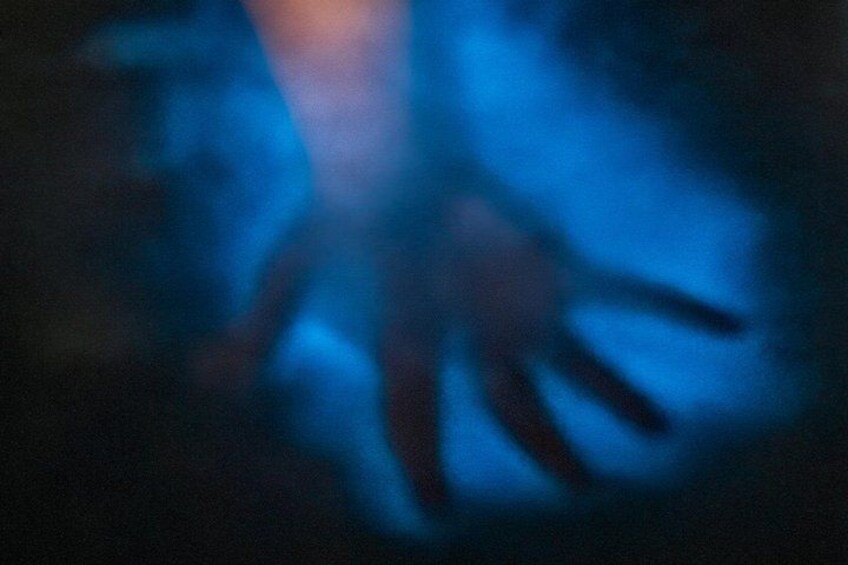 Bioluminescence Kayak Tour: Port Townsend, WA 4